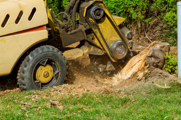 Tree Branch Trimming in Forest Park, IL